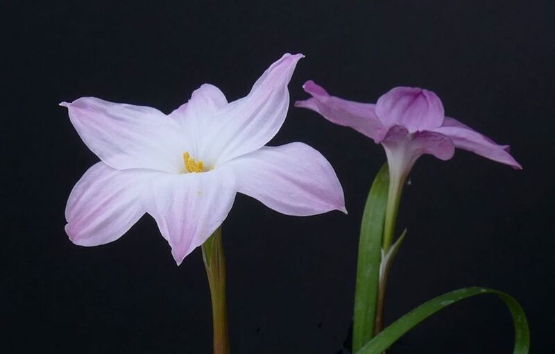 Zephyranthes, Fairy Lily, Rain Lily, Rainlily, Zephyr Lily Labuffarosea