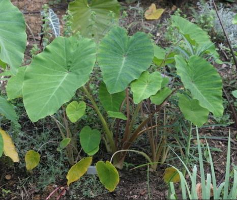 Colocasia, Elephant Ear, Taro Ruffles