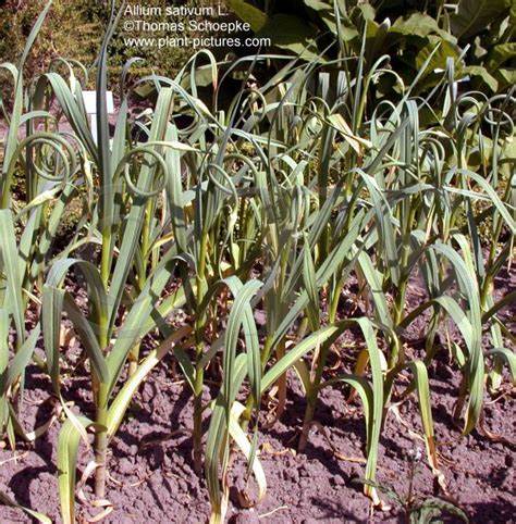 Allium Species, Hardneck Garlic, Serpent Garlic Rocambole