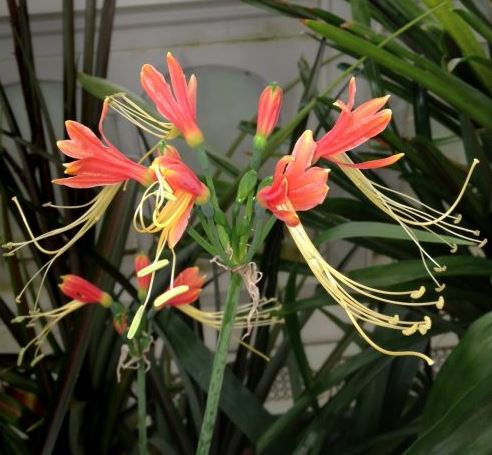 Eucrosia Species, Peruvian Lily