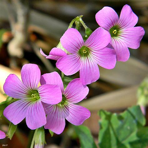 Oxalis, Gold Veined Oxalis, Wood Sorrel Aureo-Reticulata