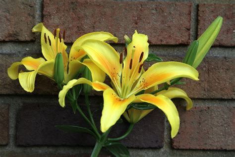 Asiatic Lily Enchantment