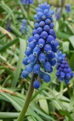 Muscari Species, Grape Hyacinth