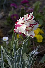 Parrot Tulip Estella Rijnveld