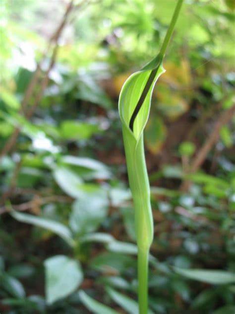 Pinellia Species, Green Dragon, Voodoo Lily