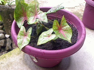Caladium, Angel Wings, Fancy-Leafed Caladium, Heart of Jesus Candidum