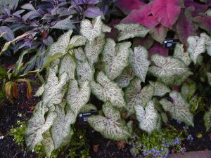 Caladium, Dwarf Angel Wings, Lance-leaf Caladium, Strap-Leaf Caladium Gingerland