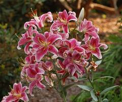 Oriental Lily 'Starfighter'