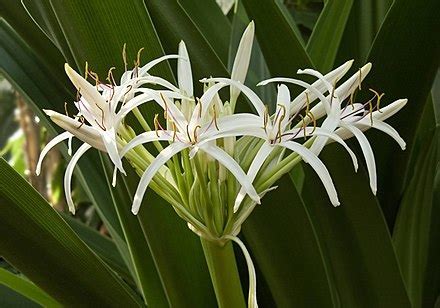 Crinum Species, River Lily, Spider Lily, Swamp Lily