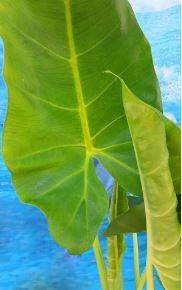 Alocasia Species, Upright Elephant Ear, Taro