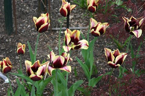 Triumph Tulip Blueberry Ripple
