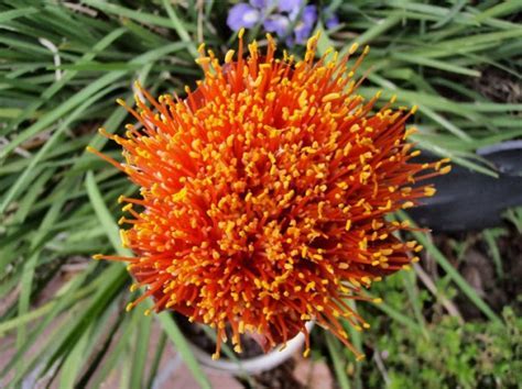Scadoxus Species, Paintbrush Lily, Royal Lily, Snake Lily