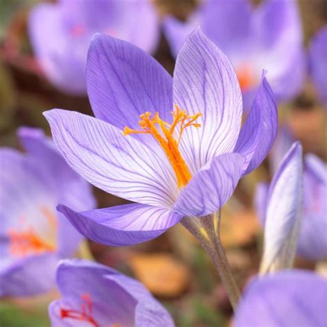 Species Crocus, Kotschys Crocus, Autumn Crocus