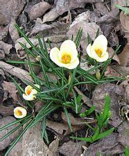 Snow Crocus, Golden Crocus Cream Beauty