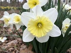 Trumpet Narcissus, Trumpet Daffodil 'Mount Hood'