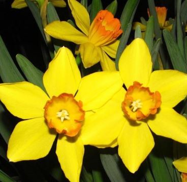 Long-cupped Narcissus, Large-cupped Daffodil Ceylon