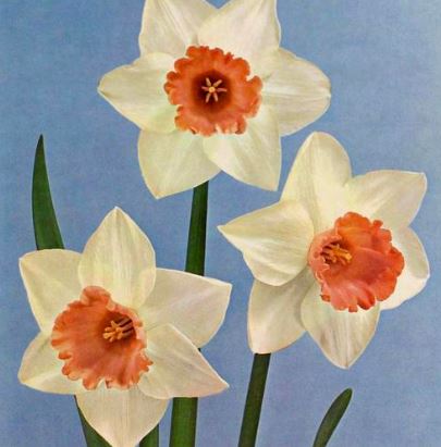 Long-cupped Narcissus, Large-cupped Daffodil Accent