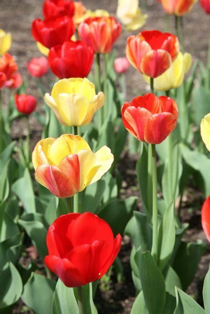 Darwin Hybrid Tulip Apeldoorn