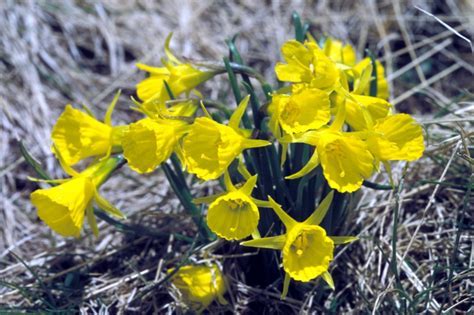 Bulbocodium Hybrid Narcissus, Hoop-Petticoat Daffodil Conspicuus