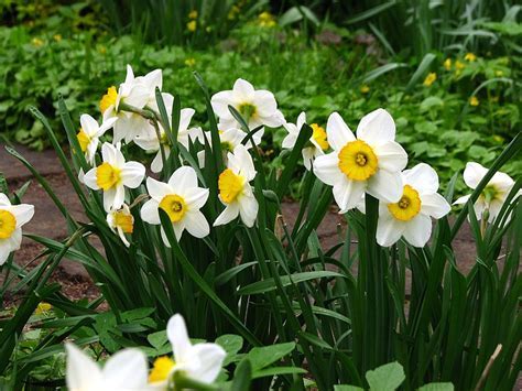 Long-Cupped Narcissus, Large-cupped Daffodil Dick Wellband