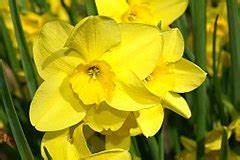 Jonquilla Narcissus, Apodanthus Daffodil Trevithian