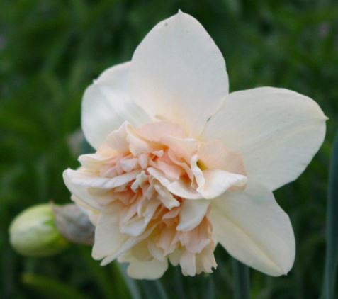 Double Narcissus, Double Daffodil Rosy Cloud