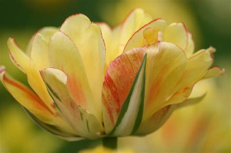 Single Late Tulip Temple of Beauty