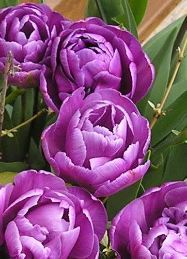 Double Late Tulip, Peony-flowered Tulip Blue Diamond