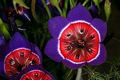 Geissorhiza Species, Kelkiewynm, Wine Cup