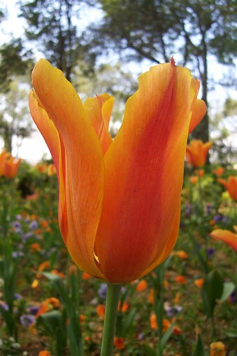 Fosteriana Tulip Sweetheart