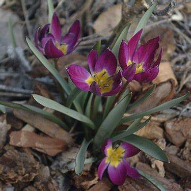 Species Tulip, Crocus Tulip Persian Pearl