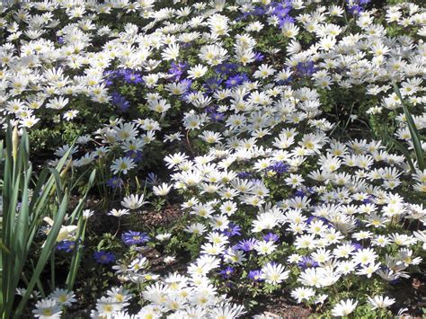 Anemone, Grecian Windflower White Splendour