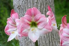 Hippeastrum, Amaryllis 'Giraffe'