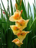 Gladiolus Jester