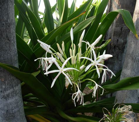 Giant Spider Lily