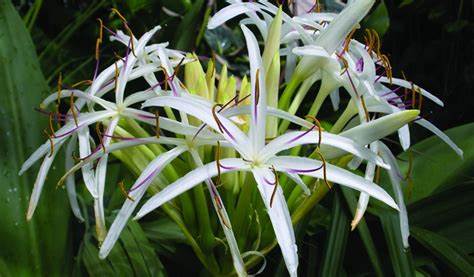 Crinum Lily Cecil Houdyshel