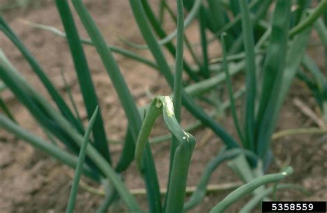 Allium, Garden Onion, Edible Onion Candy