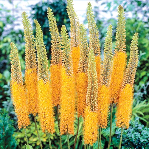Eremurus, Foxtail Lily Cleopatra