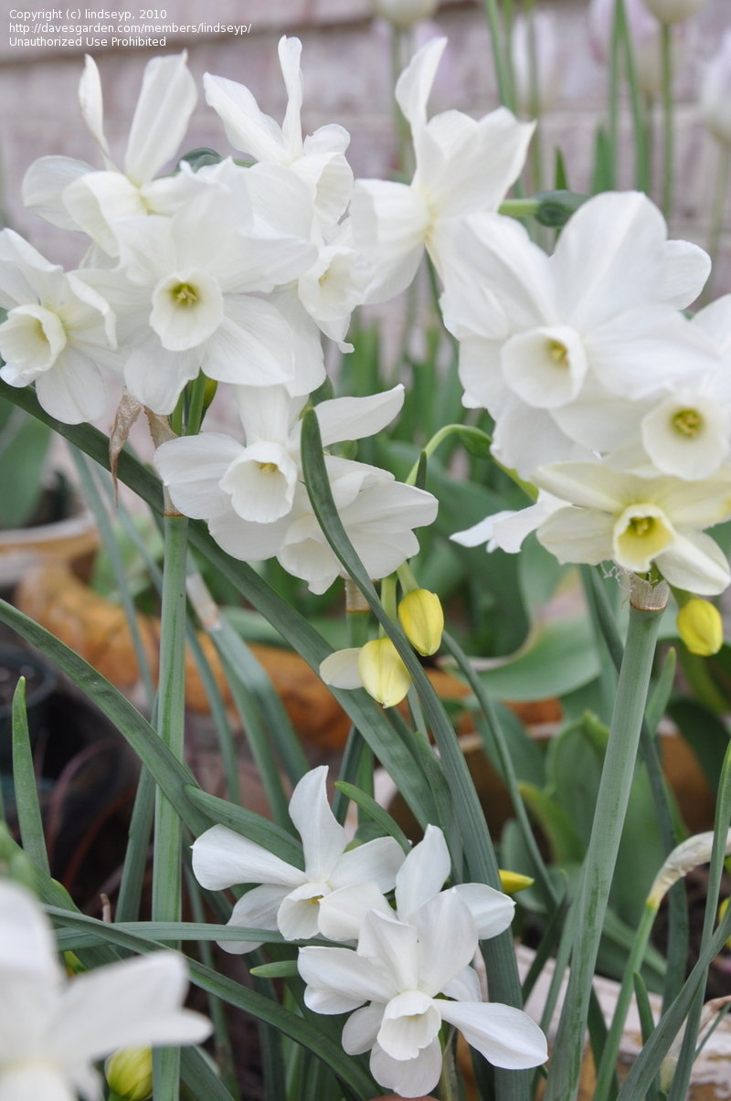 Triandrus Narcissus, Triandrus Daffodil, Angels Tears Petrel