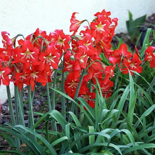 Naughty Lady Amaryllis Voodoo