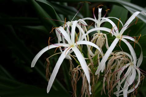 Crinum Lily