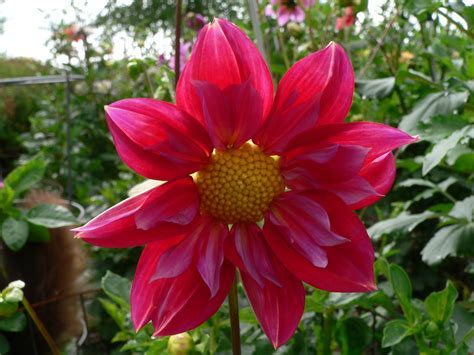 Collarette Dahlia Bumble Rumble