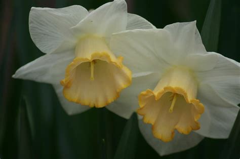 Long-cupped Narcissus, Large-cupped Daffodil Serola