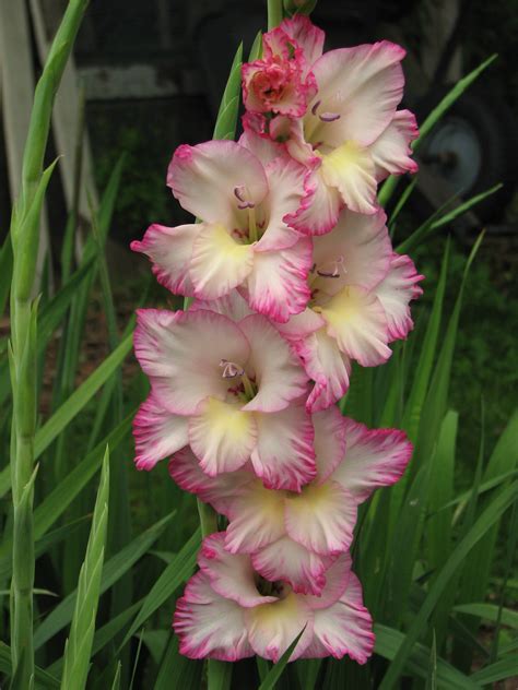 Gladiolus, Gladiola Priscilla