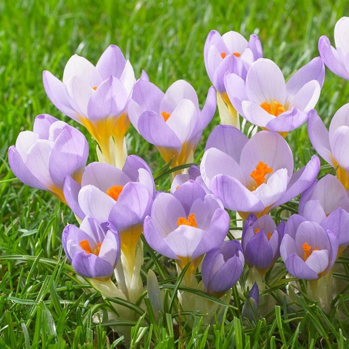 Crocus, Snow Crocus, Species Crocus Firefly