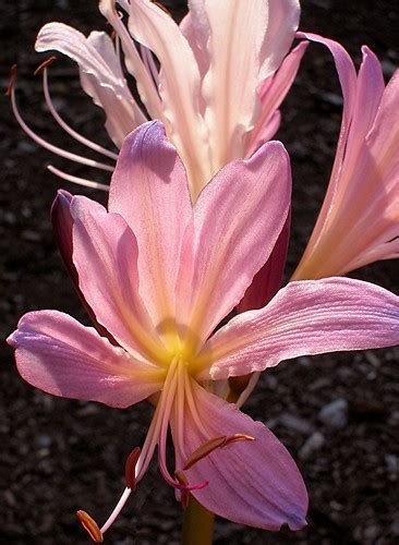 Lycoris Species, Surprise Lily