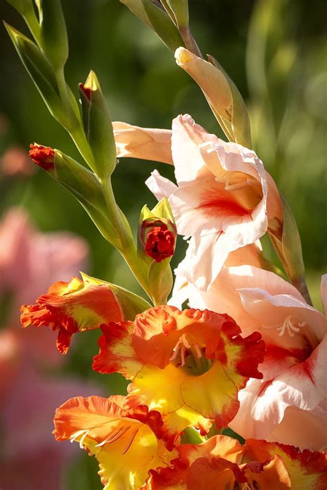 Gladiolus Species, Waterfall Gladiola