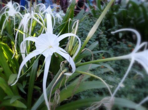 Basket Flower, Peruvian Daffodil