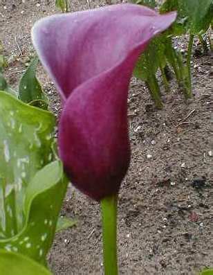 Zantedeschia, Calla Lily Purple Haze