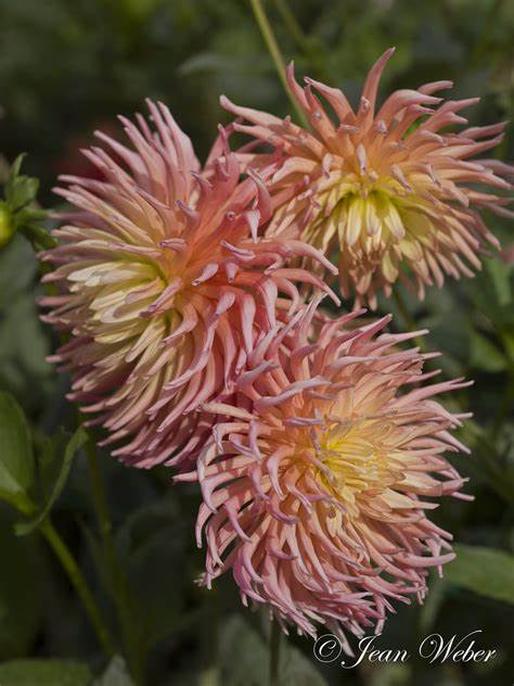 Cactus Dahlia Alfred Grille